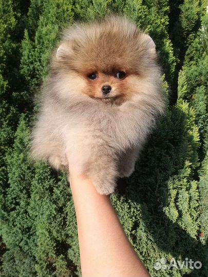 Малина 900шр в 3.5 мес Супер Мини Померанский шпиц