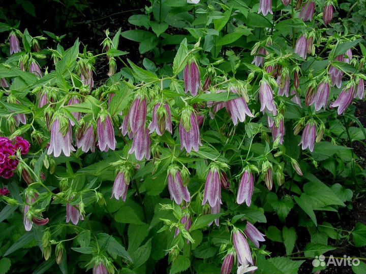 Колокольчик точечный такесима