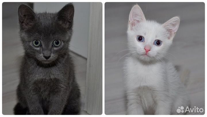 Котятки в добрые руки