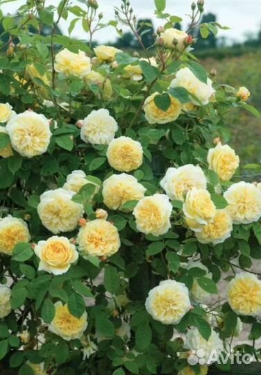 Роза кустовая