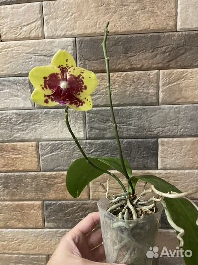Орхидея Meidarland Smith Queen Sun