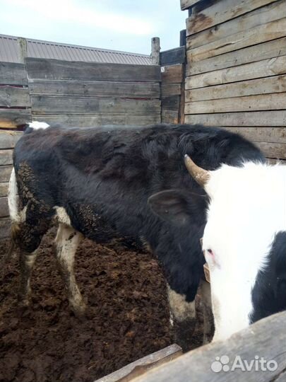 Телки молодняк