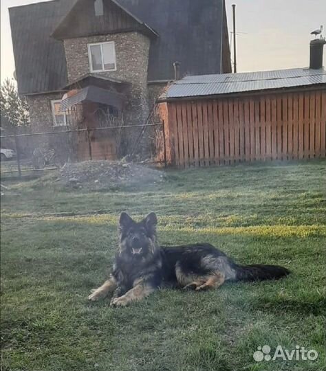 Щенки немецкой длинношерстной овчарки