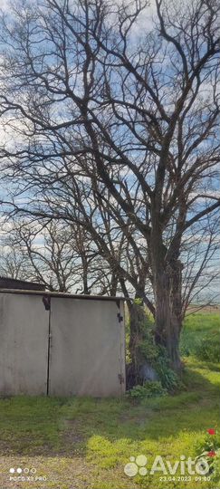 Деревья акации