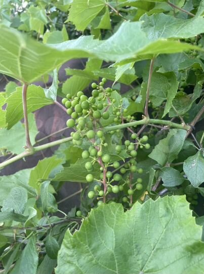 Дача 25 м² на участке 8 сот.