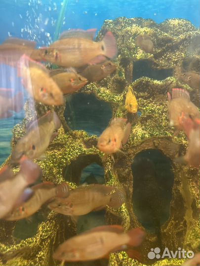 Цихлилы-Хромис красавец