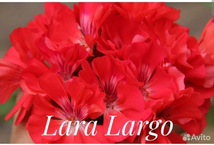 Пеларгонии зонартики