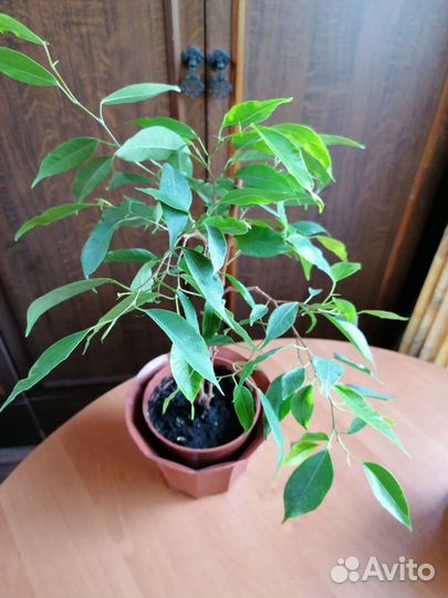 Фикус Бенджамина
