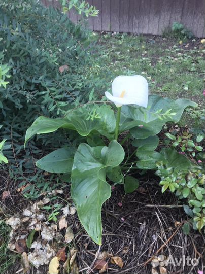 Калла эфиопская