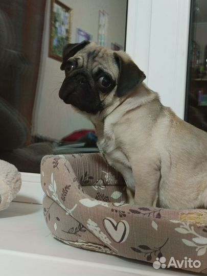 Мопс девочка