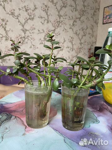 Денежное дерево толстянка купить в Москве | Товары для дома и дачи | Авито