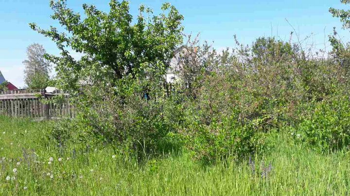 Участок 14,4 сот. (СНТ, ДНП)