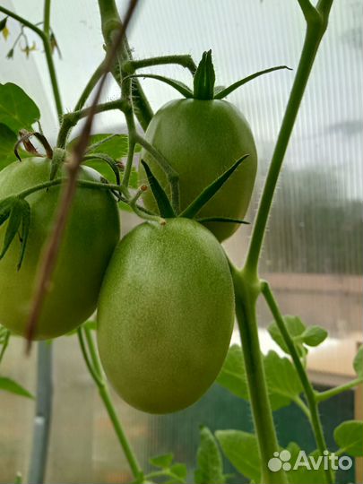 Яблоки сладкие, помидоры, заготовки