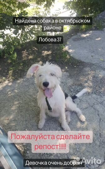 Собака