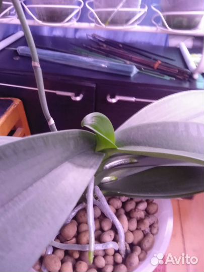 Орхидея фаленопсис Дарвин