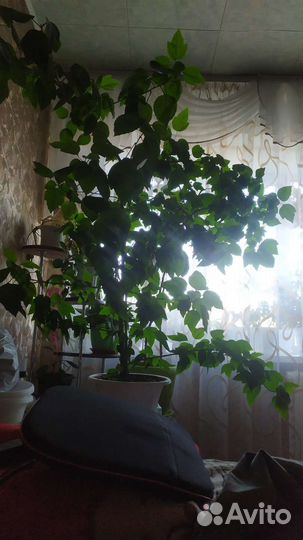 Китайская роза.Гибискус