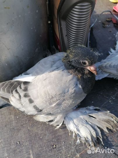 Двухчубые продам белые соч сизая розовая