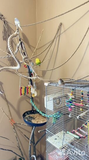 Волнистый попугай