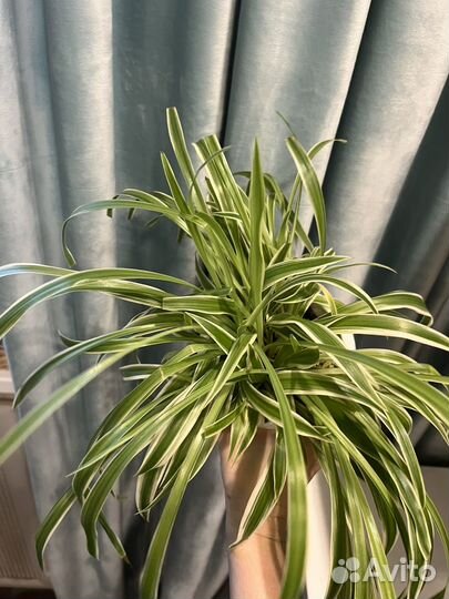 Хлорофитум