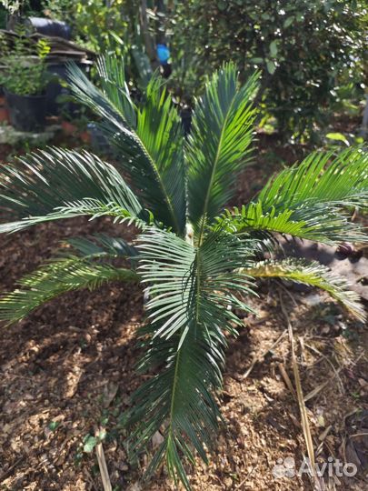 Цикас саговник