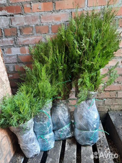 Туя восточная саженцы окс
