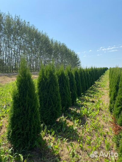 Туя смарагд оптом