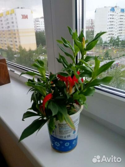 Эсхинантус