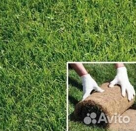 Укладка Рулонного газона