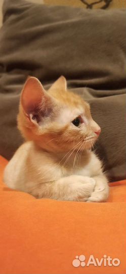 Рыжий котенок