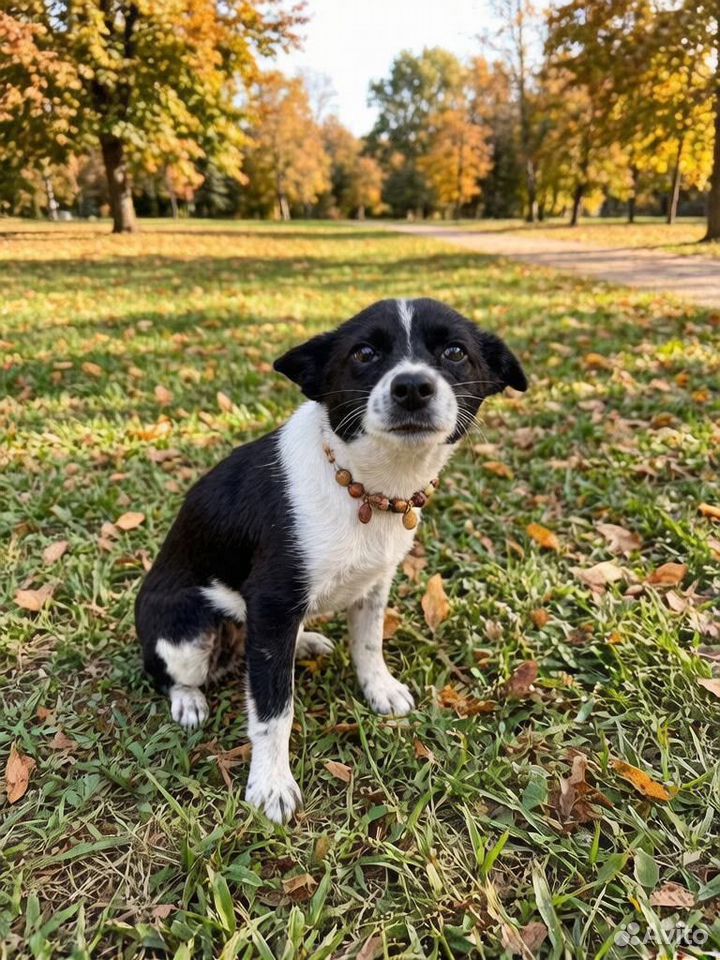 Щенок в добрые руки, Волгоград