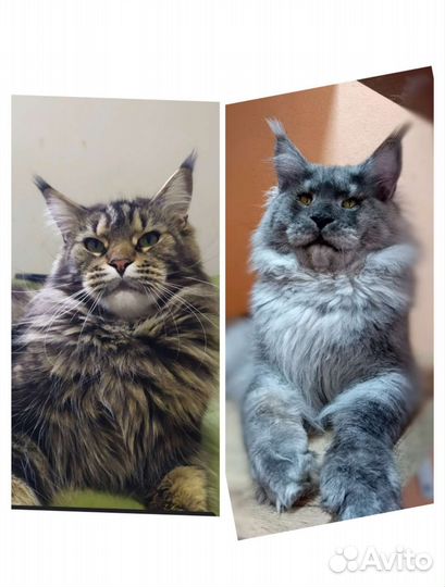 Мейн Кун котята
