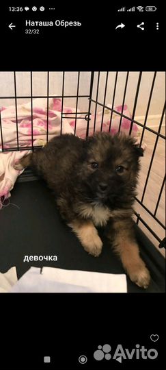 Восточноевропейская овчарка