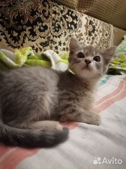 Серая кошечка
