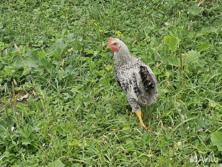 Легбар и Маран