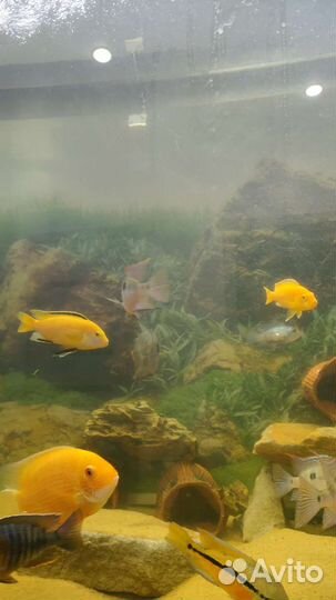 Лабидохромис еллоу мальки