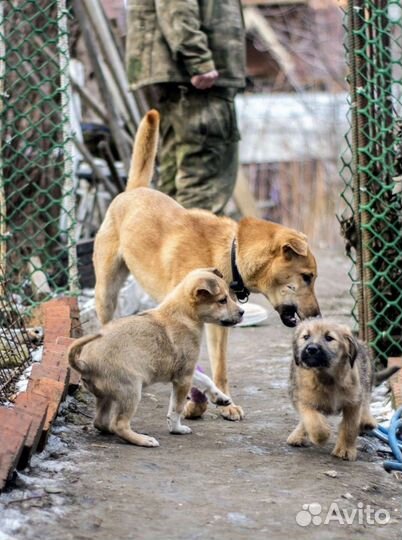 Мотя ищет дом