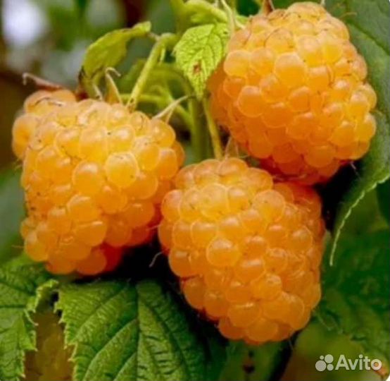 Саженцы Малины гордость россии