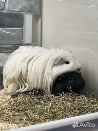 Морская свинка шелти 1900