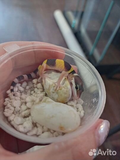 Пятнистые эублефары