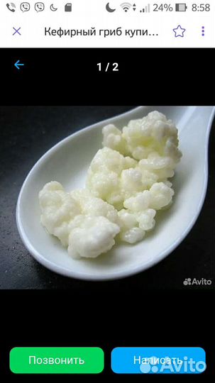 Тибетский молочный гриб