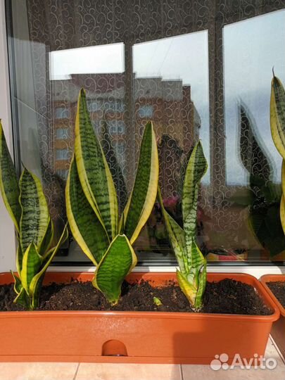 Сансевиерия сортовая