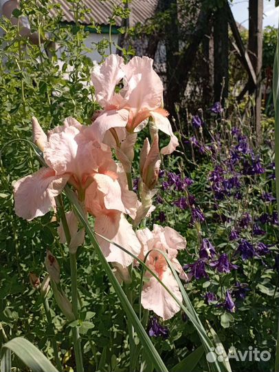 Ирисы