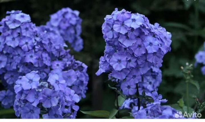 Шикарные флоксы. Лучшие сорта