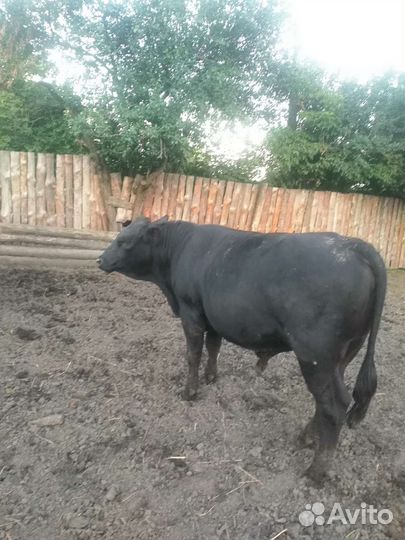 Абердин ангус бычки