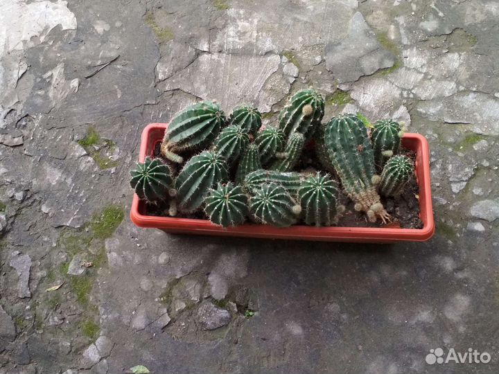 Комнатные цветы