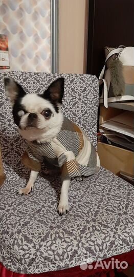 Одежда новая для маленьких кошек/собак