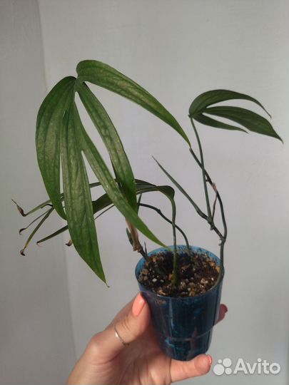 Эпипремнум