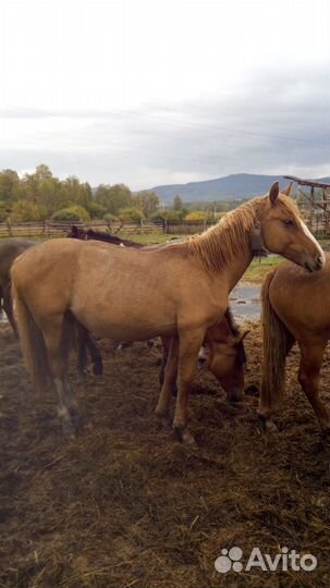 Продам жеребца