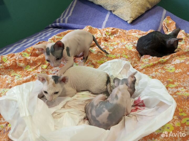 Донской сфинкс