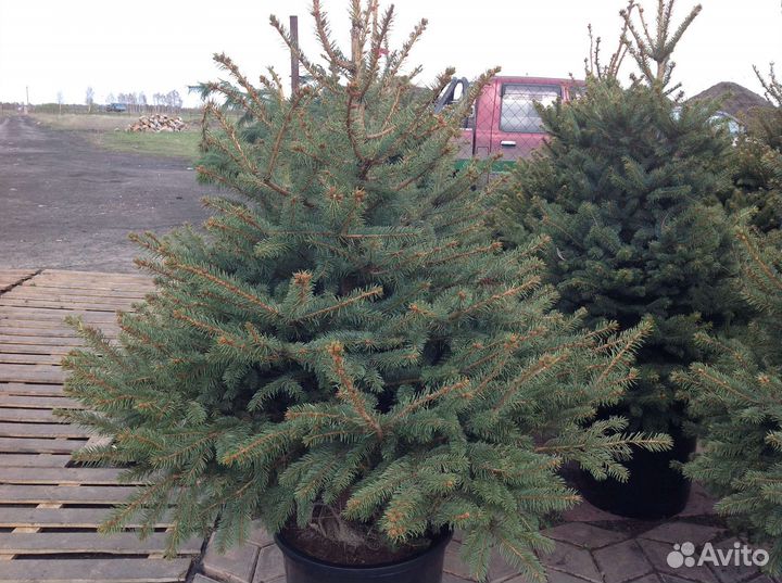 Ель глаука сизая, зелёная